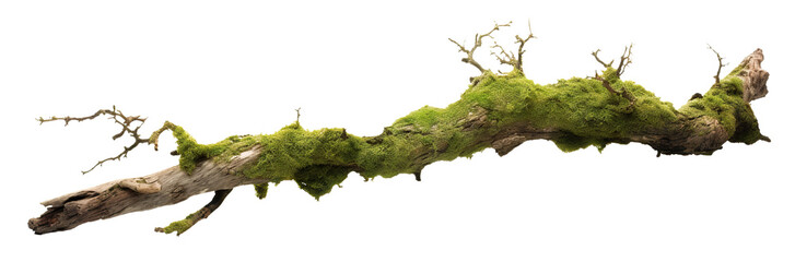 Moss-covered tree branch cut out - obrazy, fototapety, plakaty