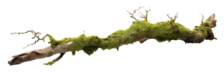 Foto auf Acrylglas Antireflex Moss-covered tree branch cut out © Yeti Studio