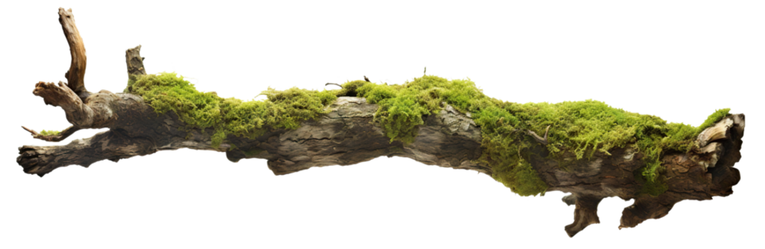 Moss-covered tree branch cut out
