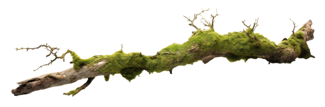 Moss-covered tree branch cut out