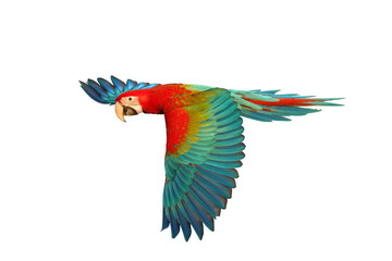 Colorful flying Green Wing Macaw parrot isolated on transparent background png file