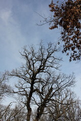 tree and sky