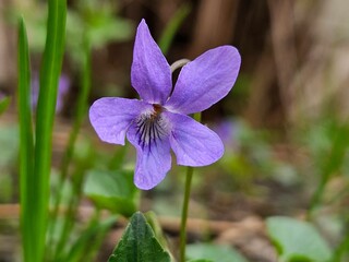 Viola odorata, common violets. Beautiful view of a marsh blue violet. Common Dog-violet - Viola riviniana Closeup of flower