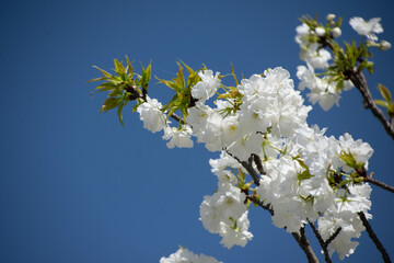 千原桜