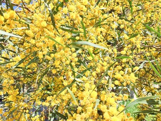 Orange wattle: a species of Acacias, its botanical name is Acacia saligna.