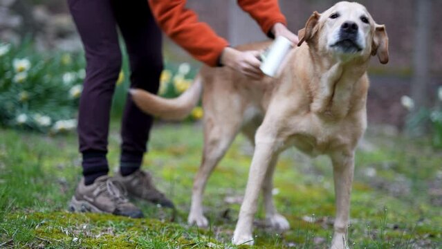 Closeup of happy labrador retriever dog being brushed for hair removal.