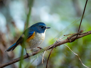 藪の中でのんびりしているルリビタキの雄
