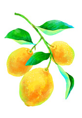 枝付きの瑞々しいレモンのイラスト