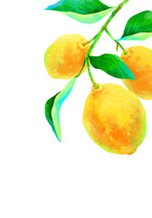 枝付きの瑞々しいレモンのイラスト