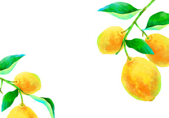 枝付きの瑞々しいレモンのイラスト