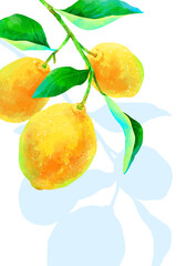 枝付きの瑞々しいレモンのイラスト