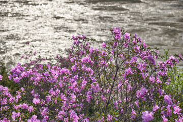 Altai Spring landscape with Rhododendron dauricum with flowers over river Katun - 778242014
