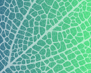 Macro texture of a tree leaf.