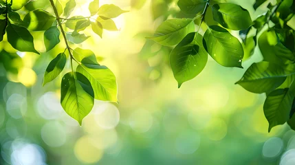 Deurstickers Green leaves background banner with copy space for spring or summer nature concept. Blurred sunny green leaves in a forest. Eco friendly natural environment landscape banner  © Oleksandr