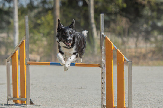 Border Collie jumps over an agility hurdle on a dog agility course