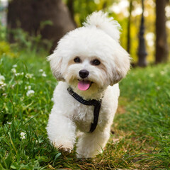 산책하는 귀여운 비숑 사진