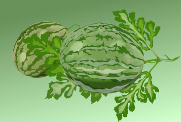 watermelon fruit and leaves on a green gradient background