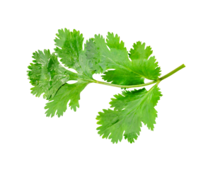 Top view of fresh green coriander or Chinese parsley leaf isolated with clipping path in png file format