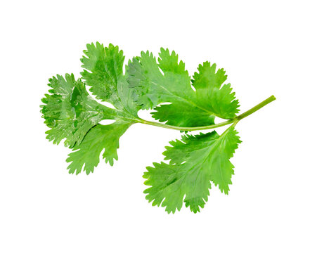 Top view of fresh green coriander or Chinese parsley leaf isolated with clipping path in png file format