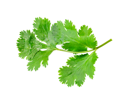 Top view of fresh green coriander or Chinese parsley leaf isolated with clipping path in png file format