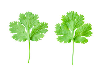 Top view set of fresh green coriander or Chinese parsley leaf isolated on white background with...