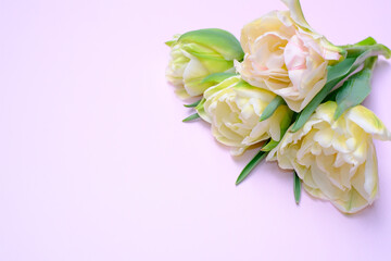 ピンク背景で撮影したチューリップ