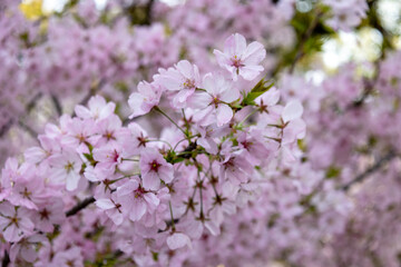 Fototapeta premium 桜の花