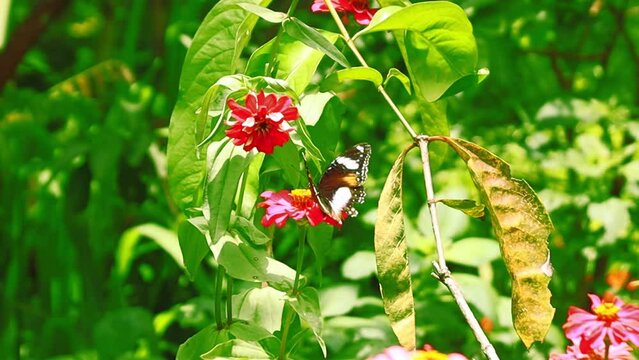 The Banded Treebrown Butterfly (Lethe confusa), is a species of butterfly belonging to the Satyrinae group. The upper wings are brown, the front has a white line and pale dots, the lower part has a