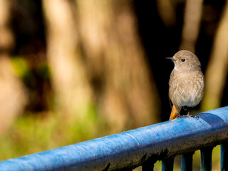 手すりにとまるジョウビタキのメス