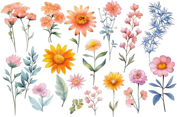 Illustration watercolor Floral in Garden, wildflower, colorful flowers, on transparent background with png file. Cut out background.