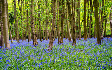 English forest covered in blue bells
