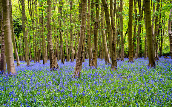 English forest covered in blue bells