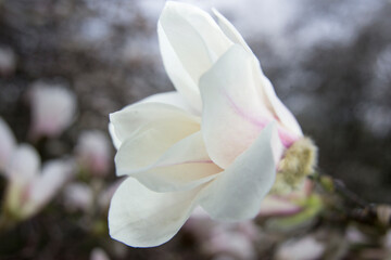 flower of magnolia macro 