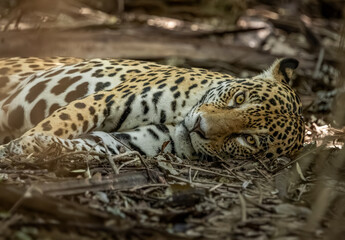 Lazy jaguar