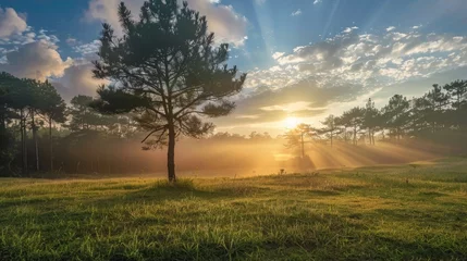 Foto op Plexiglas sunrise over the field © Tejay