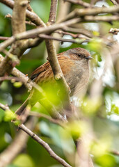 Dunnock (Prunella modularis) - Found across Europe and parts of Asia