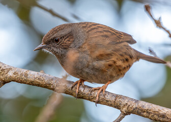 Dunnock (Prunella modularis) - Found across Europe and parts of Asia
