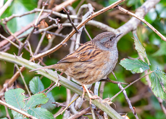 Dunnock (Prunella modularis) - Found across Europe and parts of Asia