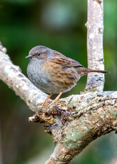 Dunnock (Prunella modularis) - Found across Europe and parts of Asia