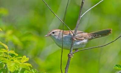 Cetti's Warbler (Cettia cetti) is a songbird that lives in bush areas. It occurs in suitable habitats in Asia, Europe and Africa.