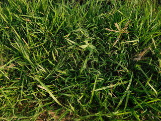 green grass in the wind	