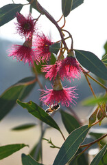Backlit bee and pink blossoms of the Australian native Mugga or Red Ironbark Eucalyptus sideroxylon, family Myrtaceae, in central west NSW. Small to medium gum tree endemic to dry sclerophyll forest 