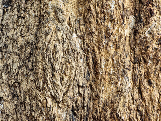 Obraz premium The surface of the bark of perennial trees is cream to brown, sometimes dark, sometimes light. There are wood grains or objects raised or attached to the surface