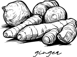 Ginger hand drawn vector illustration on white