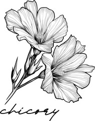 Chicory hand drawn vector illustration on white