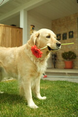 golden retriever with a flower in his mouth