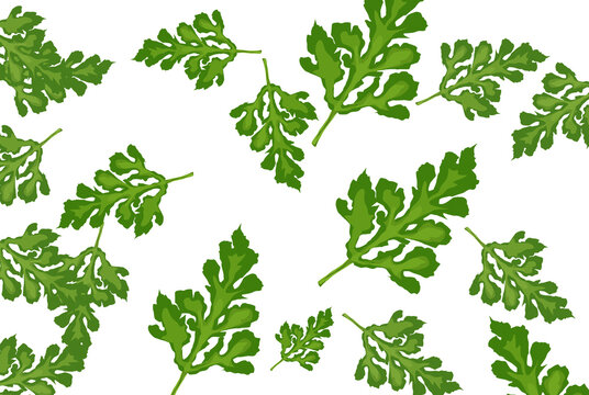 a bunch of watermelon leaves on a white background