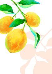 影の落ちる枝付きの瑞々しいレモンのイラスト