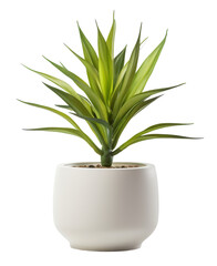 plant in pot isolated on transparent background