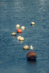 Seagull perching on the mooring ball